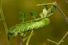 tomato worm-img_827505